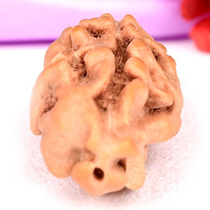 1 mukhi from Java Indonesia - VIII